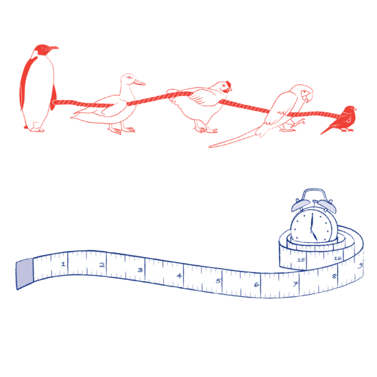 Two illustrations. Top one is a line of different birds holding a rope. Bottom one is a n alarm clock surrounded by a tape measure
